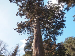 樺崎八幡宮：天然記念物の杉の写真です。