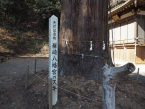 樺崎八幡宮：天然記念物の杉の写真です。