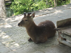 桐生が岡動物園のニホンジカの写真です。