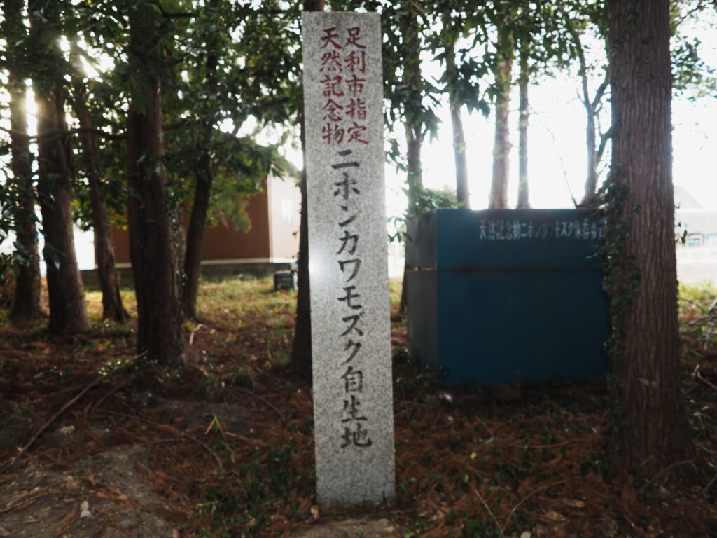 芋森神明宮：天然記念物ニホンカワモズク自生地の石標の写真です。