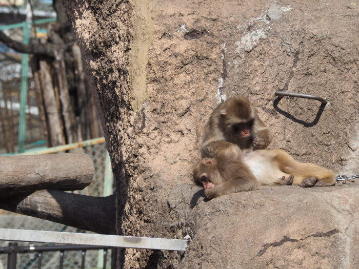 桐生が岡公園動物園：ニホンザルの写真です。