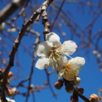 西渓園の梅の花の写真です。
