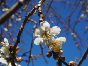 西渓園の梅の花の写真です。