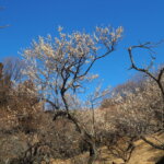 西渓園の写真です。