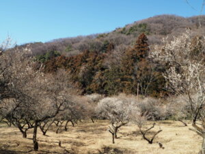 西渓園の写真です。