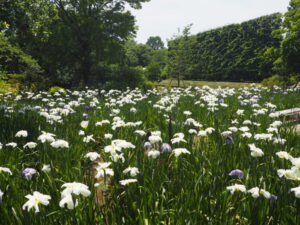 あしかがフラワーパーク「ショウブ」の写真です。