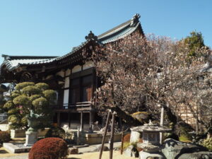 足利三十三観音霊場巡り：定年寺普照殿の周りに咲く河津桜の写真です。
