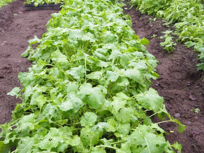 かき菜の写真です。