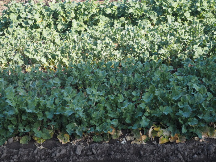 かき菜の写真です。