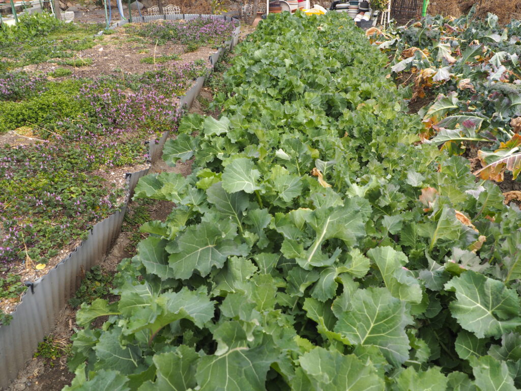 収穫期を迎えたかき菜の写真です。