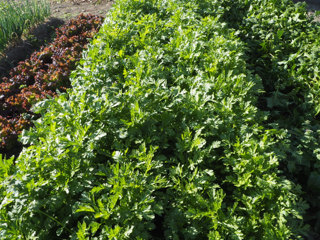 生長するかき菜の写真です。