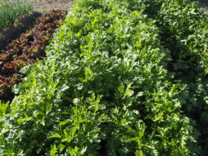 生長するかき菜の写真です。