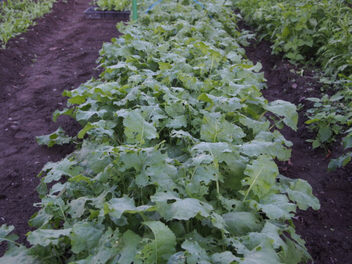 かき菜の写真です。