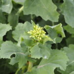 かき菜のツボミの写真です。