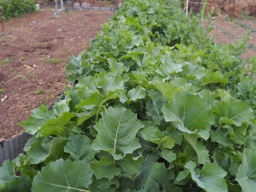収穫期を迎えた「かき菜（pickled-mustard-greens-）の写真です。