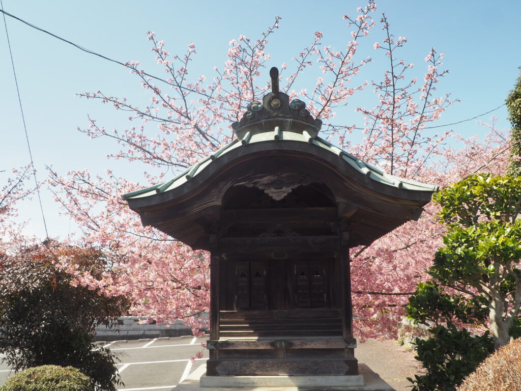 足利市「定年寺」（じょうねんじ）の川津桜の写真です。