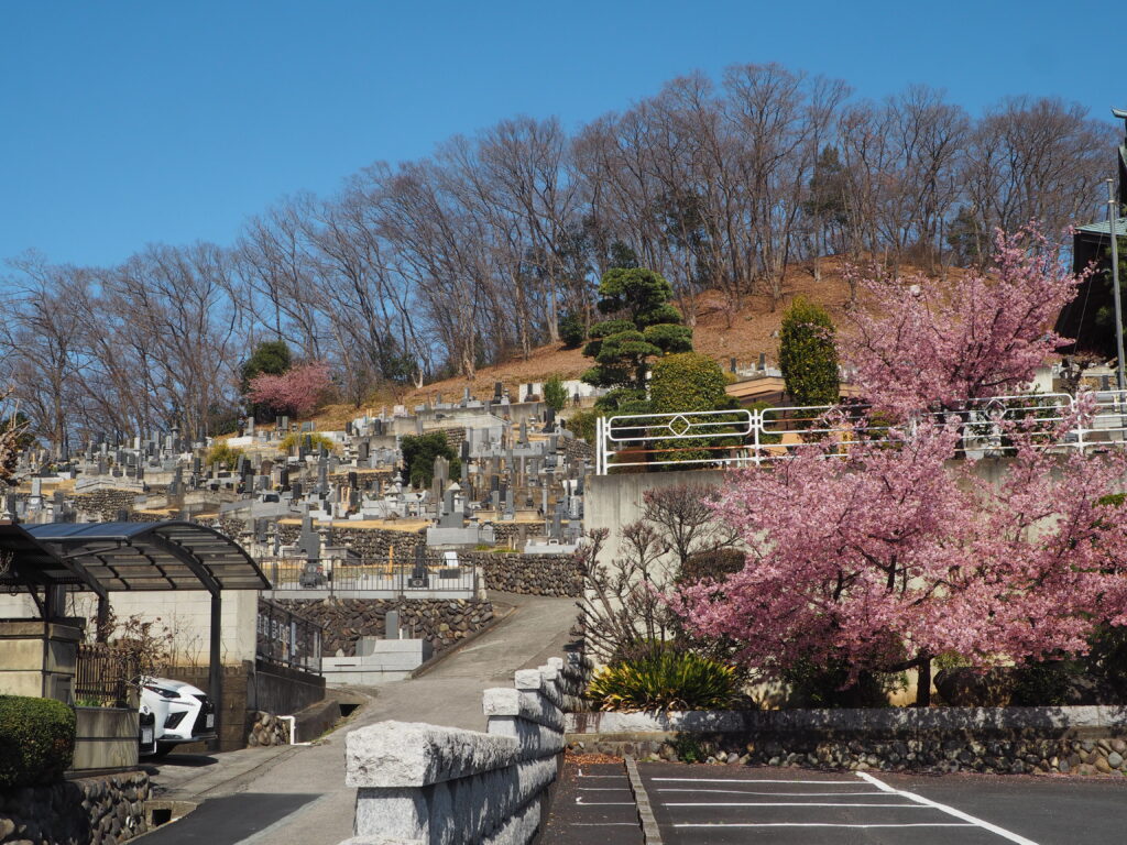 足利市「定年寺」（じょうねんじ）の川津桜の写真です。