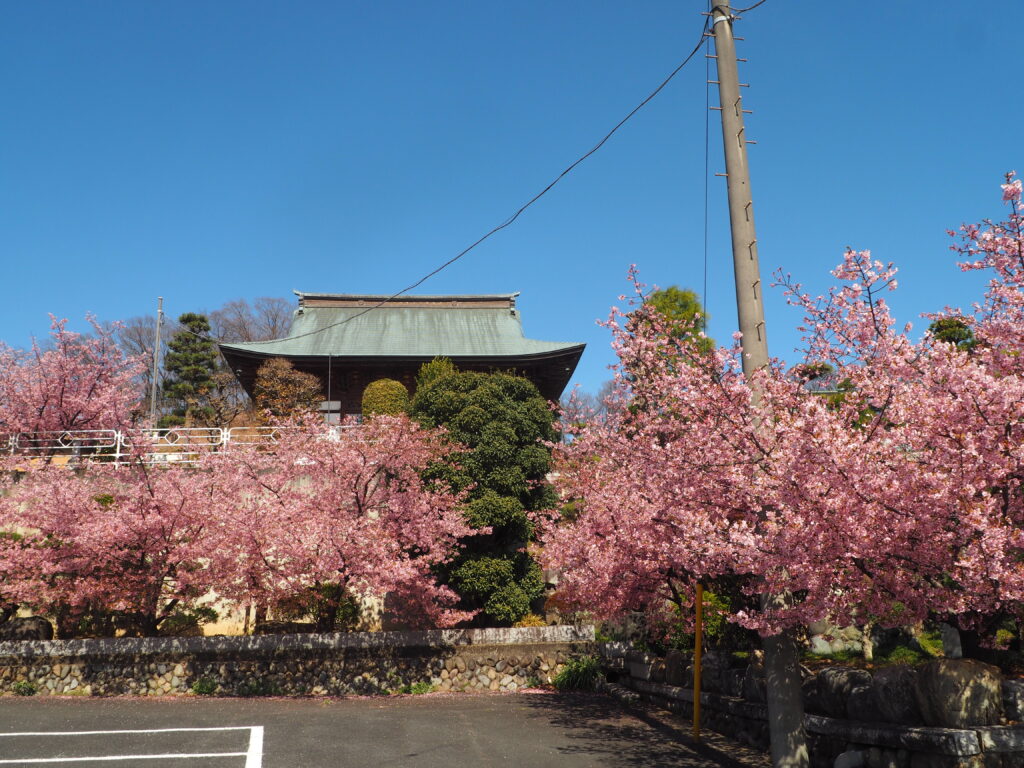足利市「定年寺」（じょうねんじ）の川津桜の写真です。