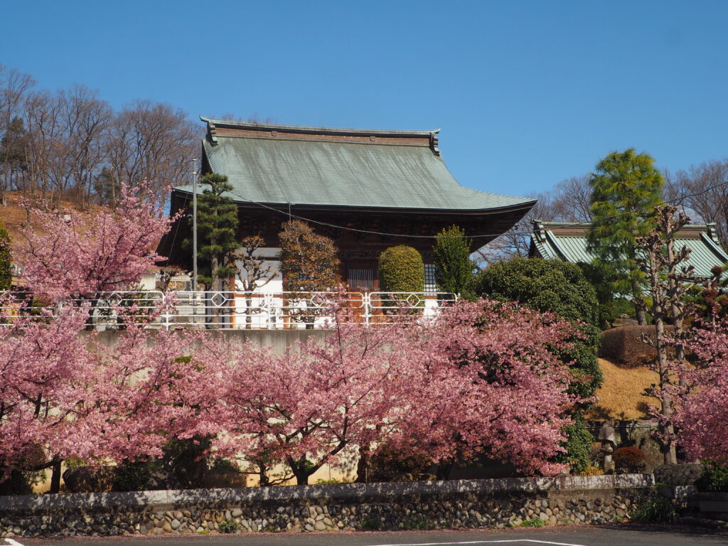 足利市「定年寺」（じょうねんじ）の川津桜の写真です。