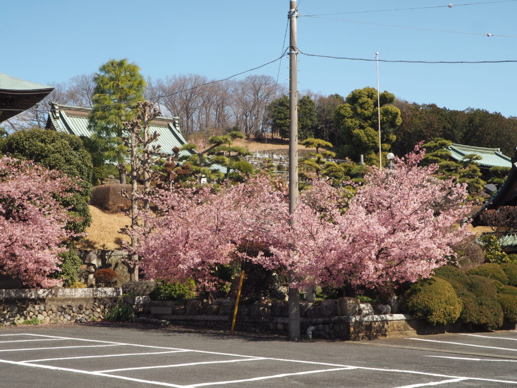 足利市「定年寺」（じょうねんじ）の川津桜の写真です。