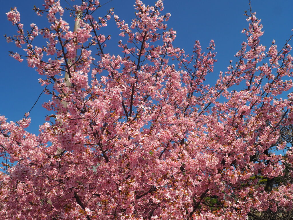 足利市「定年寺」（じょうねんじ）の川津桜の写真です。