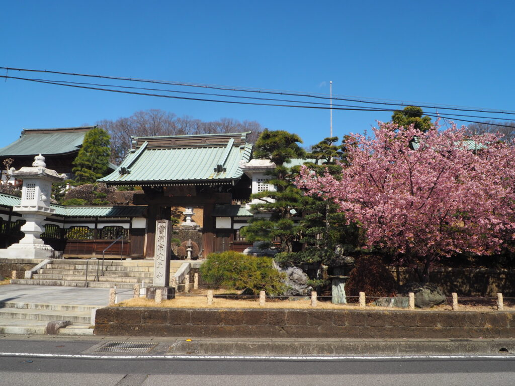 足利市「定年寺」（じょうねんじ）の川津桜の写真です。