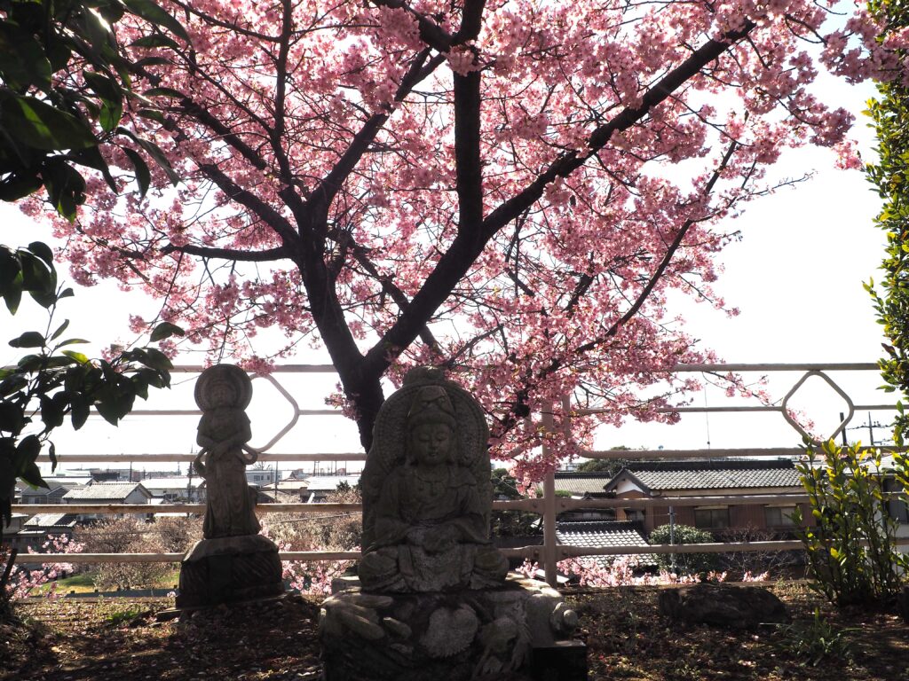 足利市「定年寺」（じょうねんじ）の川津桜の写真です。