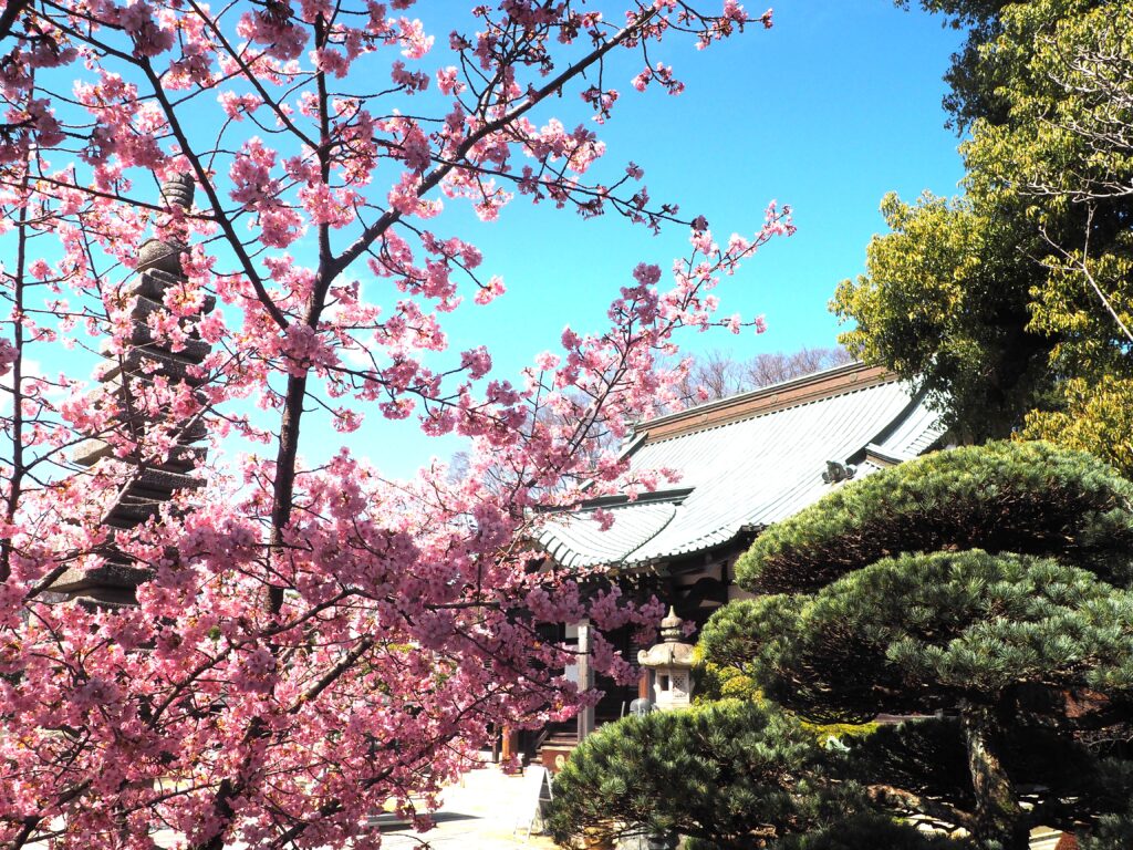 足利市「定年寺」（じょうねんじ）の川津桜の写真です。