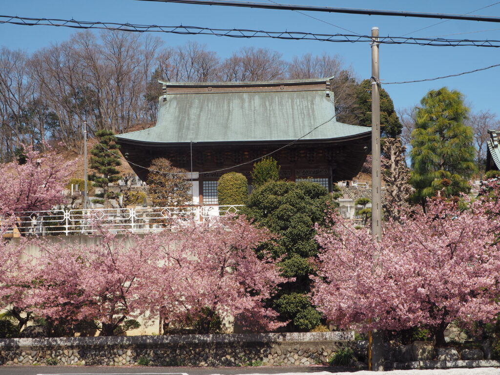 足利市「定年寺」（じょうねんじ）の川津桜の写真です。