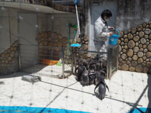 桐生が岡動物園の飼育員とペンギンの写真です。