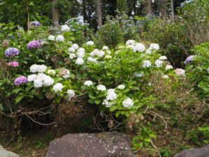 吉祥寺のアジサイの写真です。