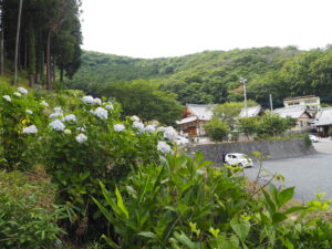吉祥寺のアジサイの写真です。