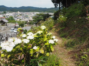 吉祥寺のアジサイの写真です。