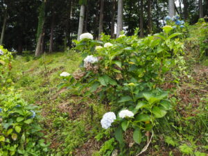 吉祥寺のアジサイの写真です。