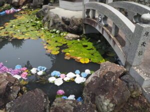 吉祥寺：アジサイ弁天まつりの写真です。