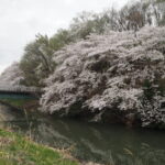 北郷公園周辺の桜の写真です。