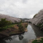 北郷公園周辺の桜の写真です。