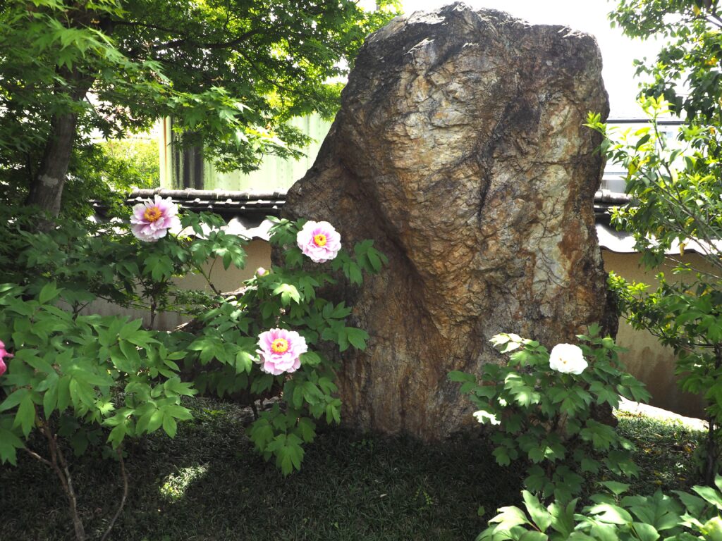 光明寺：境内のボタンの写真です。