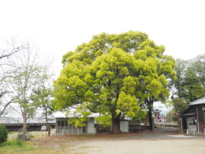 大久保分校校庭の楠の写真です。
