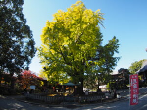 鑁阿寺 大いちょうの写真です。