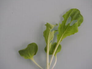葉を食害されたミニ白菜の苗の写真です。