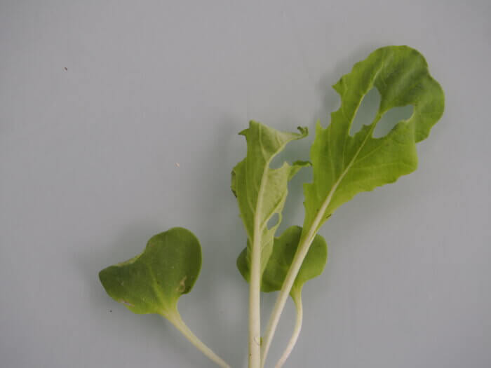 葉を食害されたミニ白菜の苗の写真です。