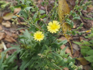 レタスの花の写真です。