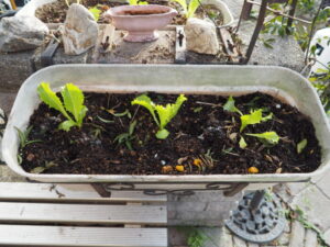 プランターに植えたレタスの苗の写真です。