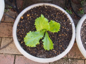 鉢植えのレタスの写真です。