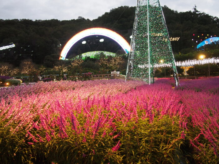 あしかがフラワーパーク「光とアメジストセージ」の写真です。
