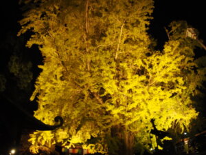 大銀杏のライトアップ写真です。