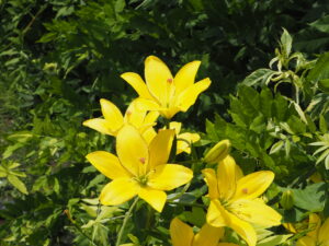 あしかがフラワーパーク：園内の花の写真です。