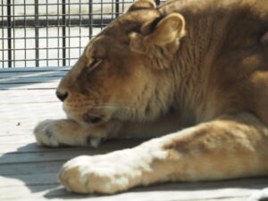 桐生が岡公園動物園：ライオンの写真です。