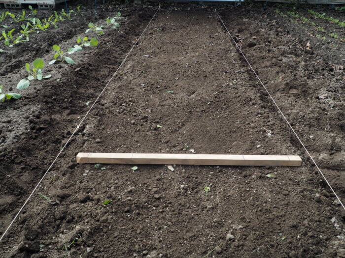 ウネの写真です。